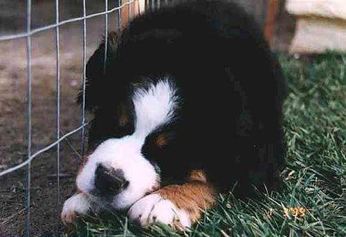 A dog image from https://images.dog.ceo/breeds/mountain-bernese/n02107683_342.jpg