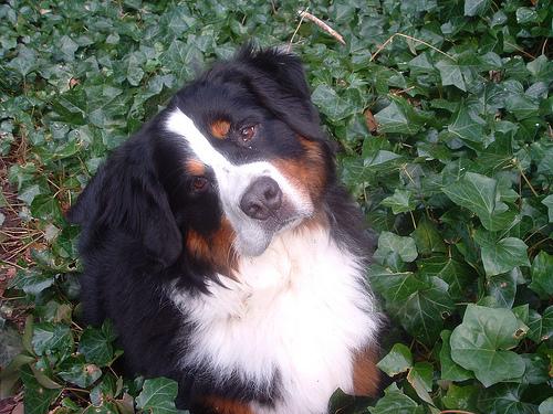 A dog image from https://images.dog.ceo/breeds/mountain-bernese/n02107683_3694.jpg