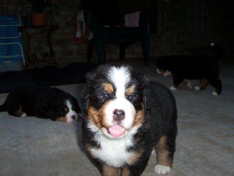 A dog image from https://images.dog.ceo/breeds/mountain-bernese/n02107683_3797.jpg