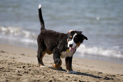 A dog image from https://images.dog.ceo/breeds/mountain-bernese/n02107683_3900.jpg