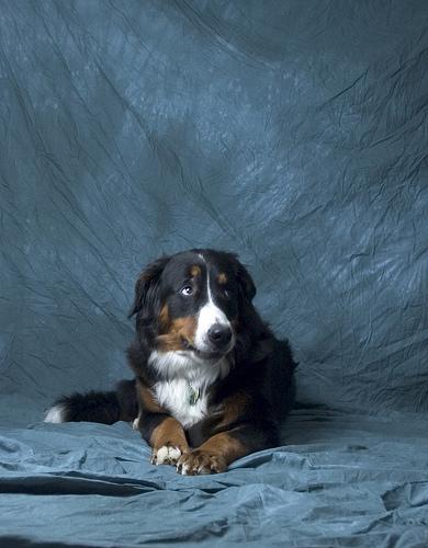 A dog image from https://images.dog.ceo/breeds/mountain-bernese/n02107683_3902.jpg