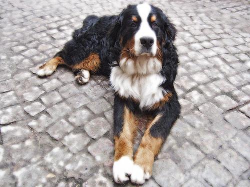 A dog image from https://images.dog.ceo/breeds/mountain-bernese/n02107683_3908.jpg