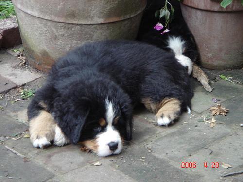 A dog image from https://images.dog.ceo/breeds/mountain-bernese/n02107683_3958.jpg