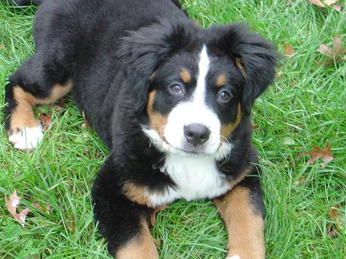 A dog image from https://images.dog.ceo/breeds/mountain-bernese/n02107683_4168.jpg