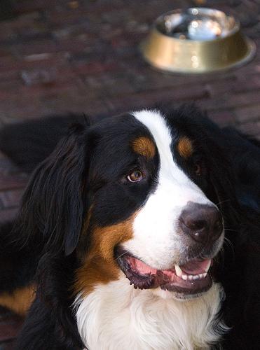 A dog image from https://images.dog.ceo/breeds/mountain-bernese/n02107683_4183.jpg