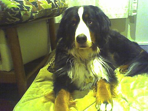 A dog image from https://images.dog.ceo/breeds/mountain-bernese/n02107683_4260.jpg