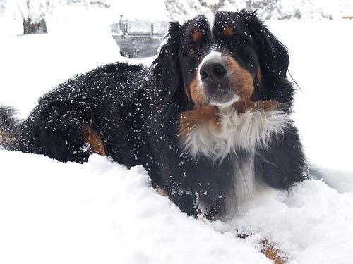 A dog image from https://images.dog.ceo/breeds/mountain-bernese/n02107683_4402.jpg