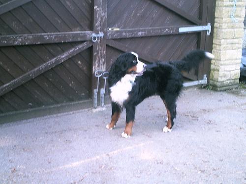 A dog image from https://images.dog.ceo/breeds/mountain-bernese/n02107683_4576.jpg