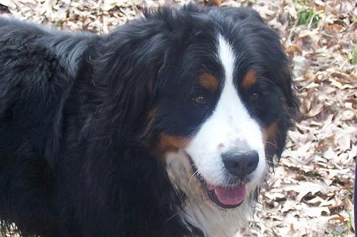 A dog image from https://images.dog.ceo/breeds/mountain-bernese/n02107683_4688.jpg