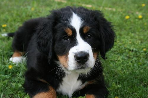 A dog image from https://images.dog.ceo/breeds/mountain-bernese/n02107683_4788.jpg