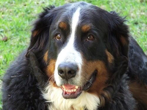 A dog image from https://images.dog.ceo/breeds/mountain-bernese/n02107683_4885.jpg