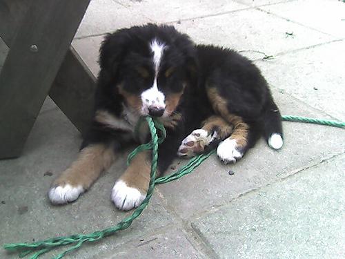 A dog image from https://images.dog.ceo/breeds/mountain-bernese/n02107683_4907.jpg