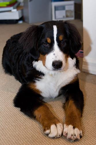 A dog image from https://images.dog.ceo/breeds/mountain-bernese/n02107683_5018.jpg