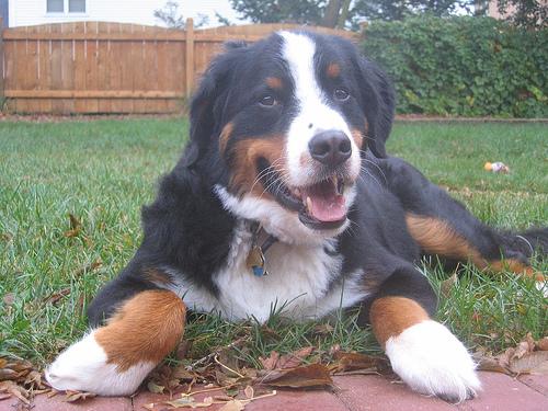 A dog image from https://images.dog.ceo/breeds/mountain-bernese/n02107683_5026.jpg