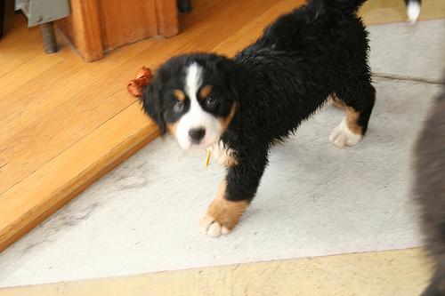 A dog image from https://images.dog.ceo/breeds/mountain-bernese/n02107683_5112.jpg