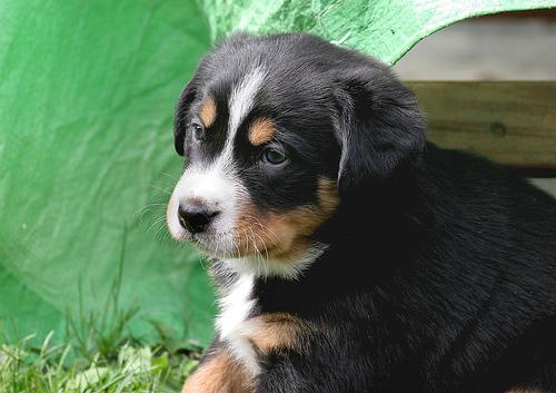 A dog image from https://images.dog.ceo/breeds/mountain-bernese/n02107683_5397.jpg