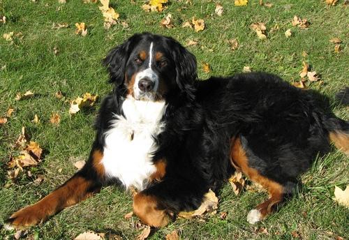 A dog image from https://images.dog.ceo/breeds/mountain-bernese/n02107683_6200.jpg