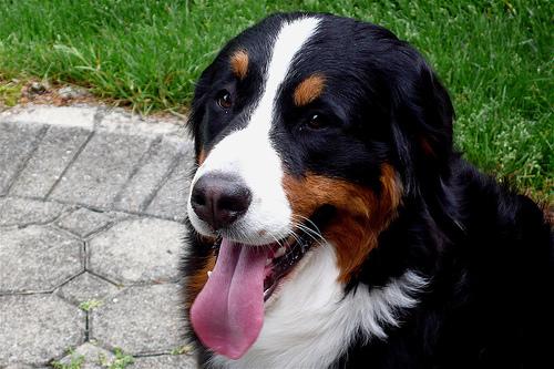 A dog image from https://images.dog.ceo/breeds/mountain-bernese/n02107683_6596.jpg