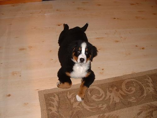 A dog image from https://images.dog.ceo/breeds/mountain-bernese/n02107683_6800.jpg