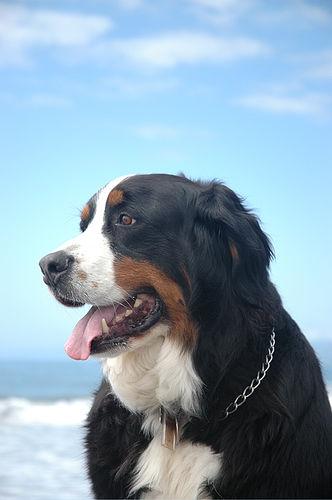 A dog image from https://images.dog.ceo/breeds/mountain-bernese/n02107683_697.jpg