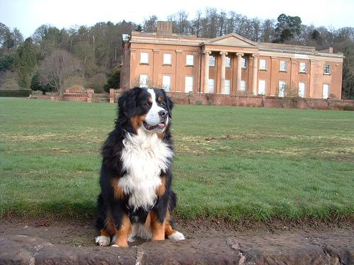 A dog image from https://images.dog.ceo/breeds/mountain-bernese/n02107683_698.jpg