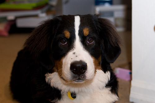 A dog image from https://images.dog.ceo/breeds/mountain-bernese/n02107683_7183.jpg