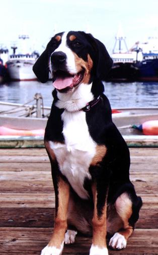 A dog image from https://images.dog.ceo/breeds/mountain-swiss/n02107574_1214.jpg