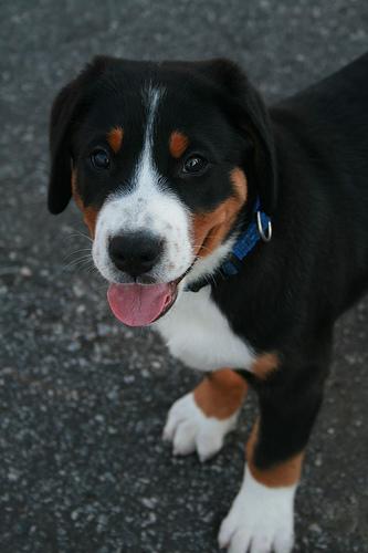 A dog image from https://images.dog.ceo/breeds/mountain-swiss/n02107574_140.jpg