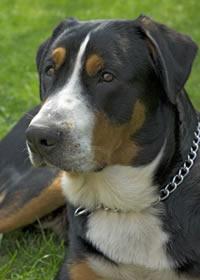 A dog image from https://images.dog.ceo/breeds/mountain-swiss/n02107574_1927.jpg