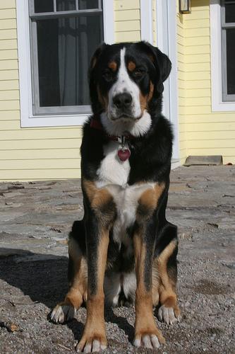 A dog image from https://images.dog.ceo/breeds/mountain-swiss/n02107574_2579.jpg