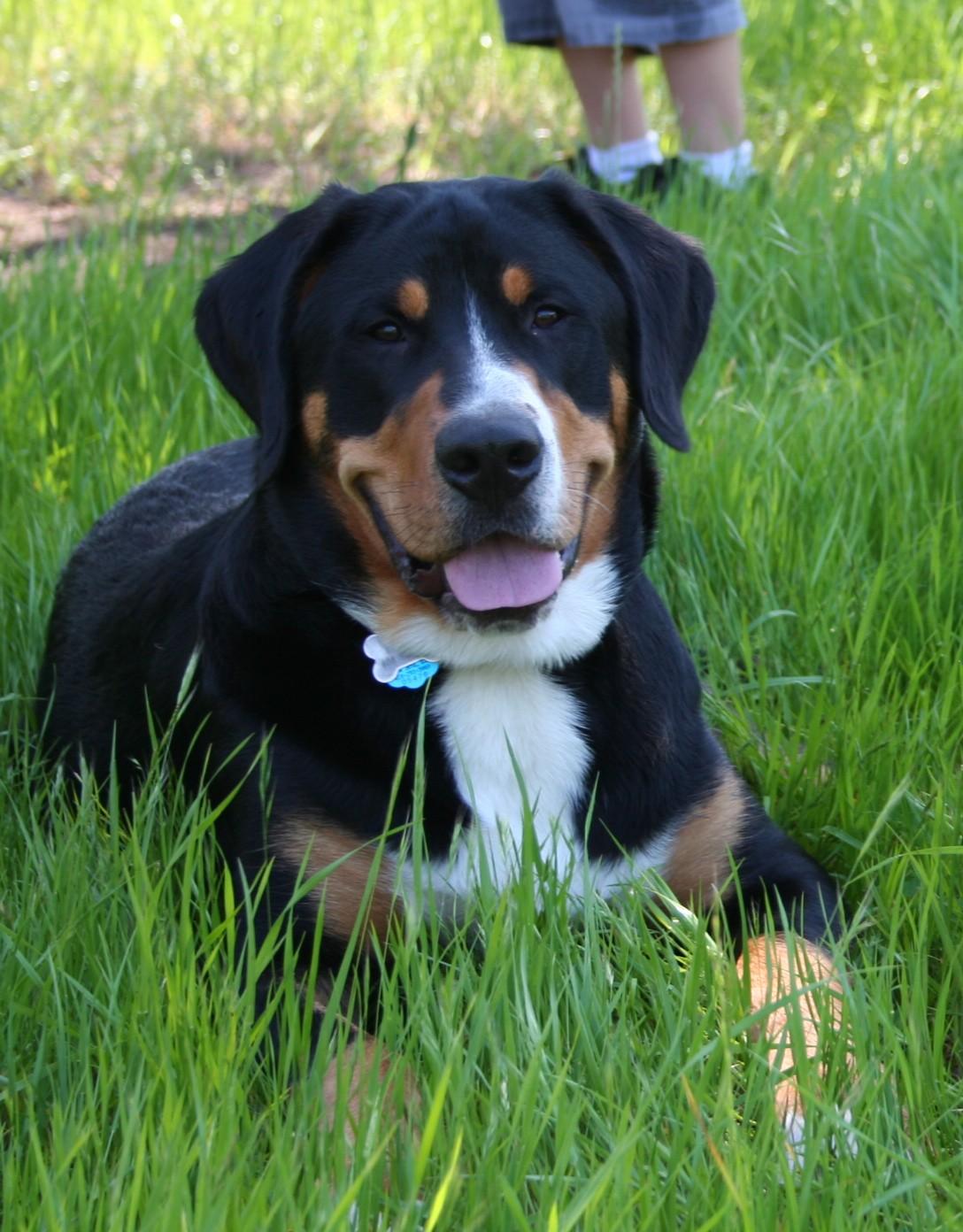 A dog image from https://images.dog.ceo/breeds/mountain-swiss/n02107574_2582.jpg