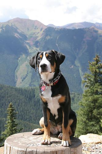 A dog image from https://images.dog.ceo/breeds/mountain-swiss/n02107574_2665.jpg