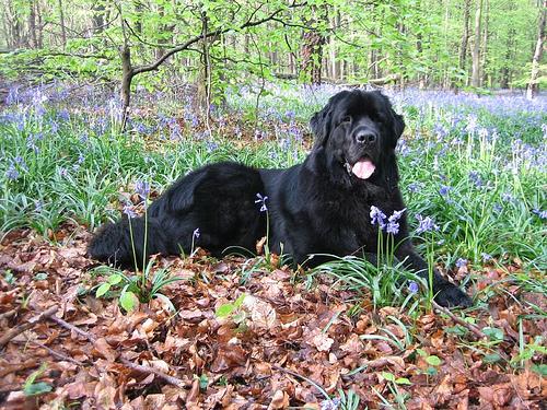 A dog image from https://images.dog.ceo/breeds/newfoundland/n02111277_1029.jpg