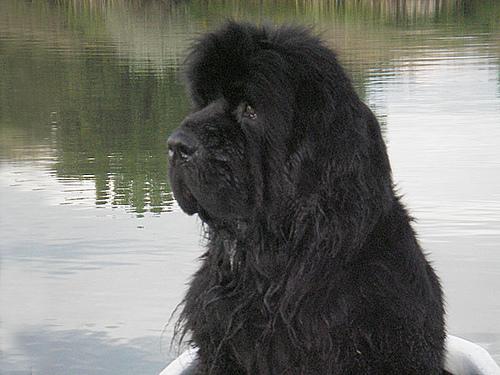 A dog image from https://images.dog.ceo/breeds/newfoundland/n02111277_1040.jpg