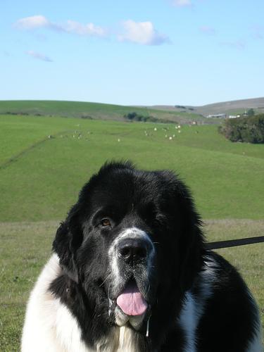 A dog image from https://images.dog.ceo/breeds/newfoundland/n02111277_11106.jpg