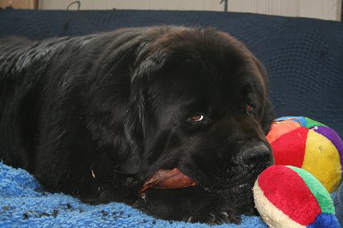 A dog image from https://images.dog.ceo/breeds/newfoundland/n02111277_1298.jpg