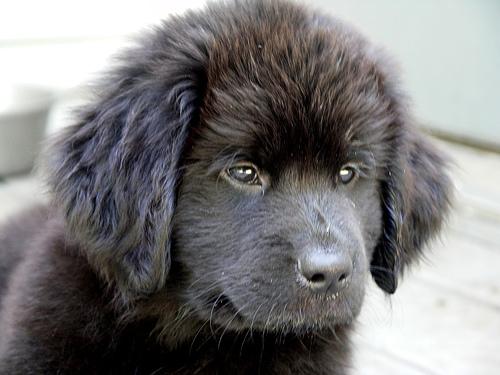 A dog image from https://images.dog.ceo/breeds/newfoundland/n02111277_1372.jpg