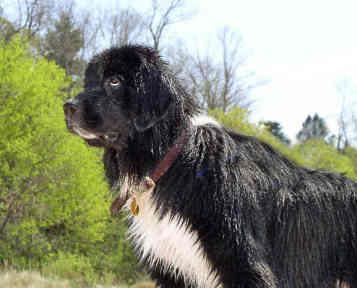 A dog image from https://images.dog.ceo/breeds/newfoundland/n02111277_14689.jpg