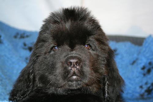 A dog image from https://images.dog.ceo/breeds/newfoundland/n02111277_1818.jpg