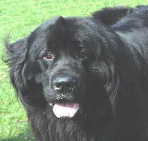 A dog image from https://images.dog.ceo/breeds/newfoundland/n02111277_2135.jpg