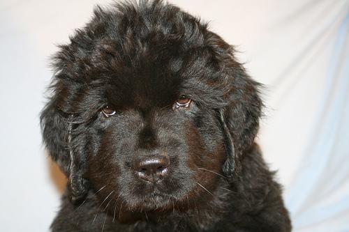 A dog image from https://images.dog.ceo/breeds/newfoundland/n02111277_2261.jpg