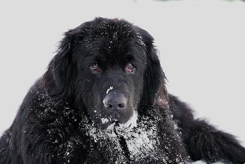 A dog image from https://images.dog.ceo/breeds/newfoundland/n02111277_2396.jpg