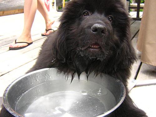 A dog image from https://images.dog.ceo/breeds/newfoundland/n02111277_2451.jpg