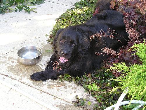 A dog image from https://images.dog.ceo/breeds/newfoundland/n02111277_2456.jpg