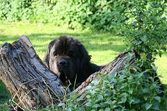 A dog image from https://images.dog.ceo/breeds/newfoundland/n02111277_2731.jpg