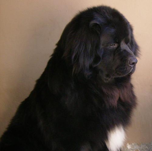 A dog image from https://images.dog.ceo/breeds/newfoundland/n02111277_2866.jpg