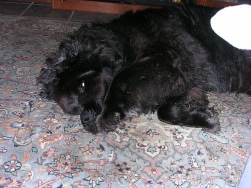 A dog image from https://images.dog.ceo/breeds/newfoundland/n02111277_2885.jpg