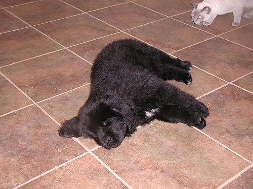 A dog image from https://images.dog.ceo/breeds/newfoundland/n02111277_3206.jpg