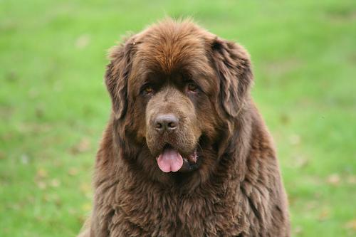 A dog image from https://images.dog.ceo/breeds/newfoundland/n02111277_3456.jpg