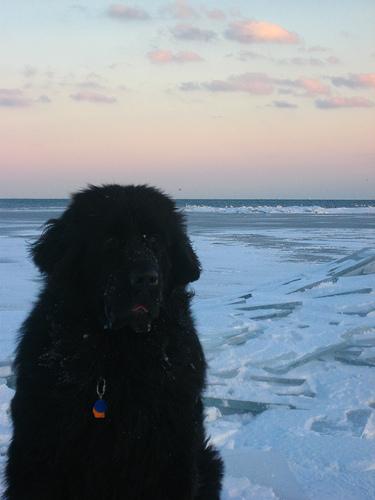 A dog image from https://images.dog.ceo/breeds/newfoundland/n02111277_3504.jpg